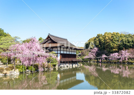 平安神宮の枝垂れ桜 33872082