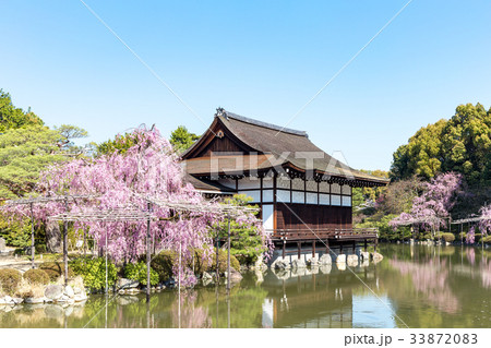 平安神宮の枝垂れ桜 33872083