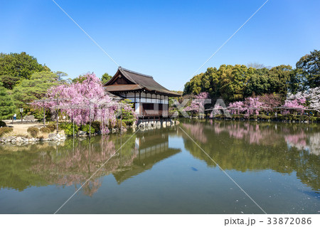 平安神宮の枝垂れ桜 平安神宮の枝垂れ桜 33872086