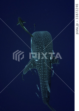 Whale shark is a big fish in the sea. 33872246