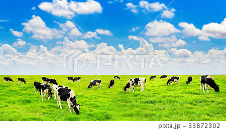 Cows on a green field and blue sky. Cows on a green field and blue sky. 33872302
