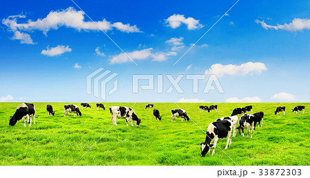 Cows on a green field and blue sky. Cows on a green field and blue sky. 33872303