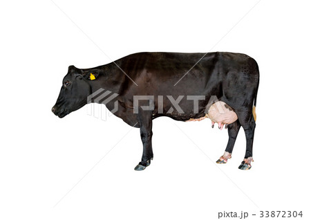 Cow isolated on white background. 33872304