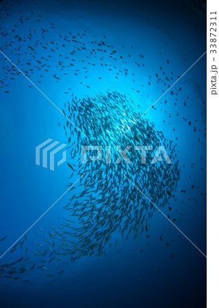Fish herd Under the blue Fish herd Under the blue 33872311