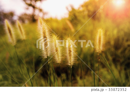 Grass flower at sunset. Nature backgroung. 33872352
