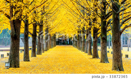 Row of yellow ginkgo tree in Nami Island, Korea 33872365