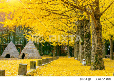 Autumn with ginkgo tree in Nami Island, Korea. 33872366