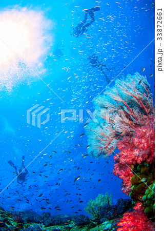 Wonderful underwater world 33872661