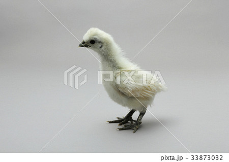 烏骨鶏のひよこ 白いシルキーな鳥の写真素材