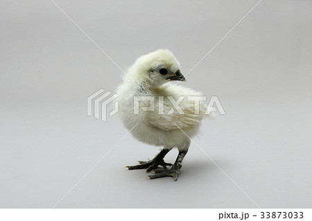 烏骨鶏のひよこ 白いシルキーな鳥の写真素材 烏骨鶏のひよこ 白いシルキーな鳥の写真素材