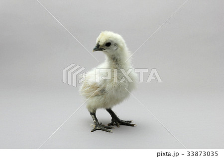 烏骨鶏のひよこ,白いシルキーな鳥 33873035