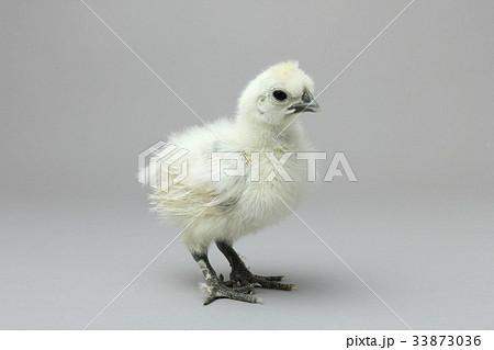烏骨鶏のひよこ,白いシルキーな鳥 烏骨鶏のひよこ,白いシルキーな鳥 33873036