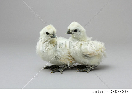 烏骨鶏のひよこ 白いシルキーな鳥の写真素材