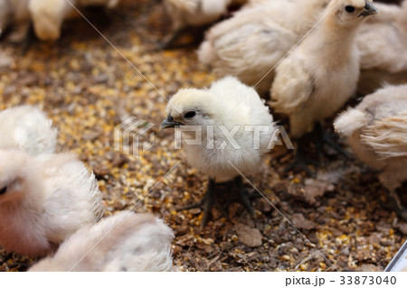 烏骨鶏のひよこ 白いシルキーな鳥の写真素材