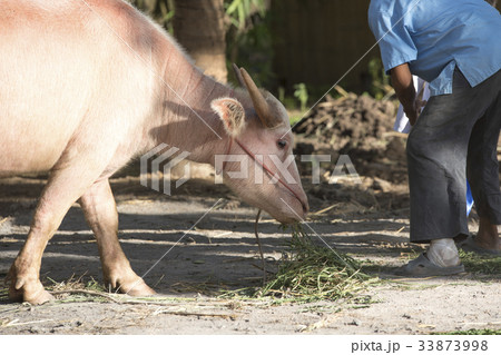 Albino buffalo chewing grass 33873998
