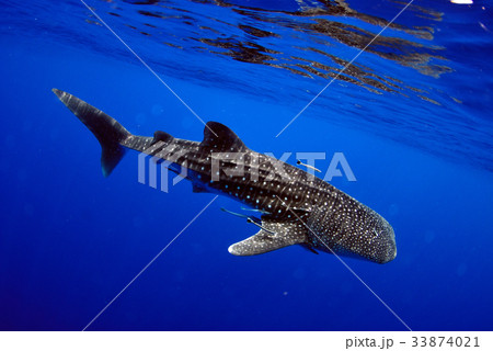 Whale shark is a big fish in the sea. 33874021