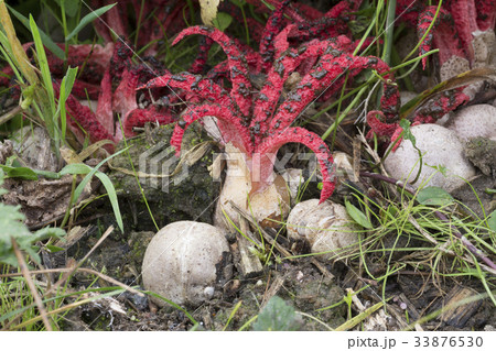 Octopus stinkhorn fungus 33876530