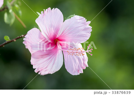 Hibiscus flowers Hibiscus flowers 33876639