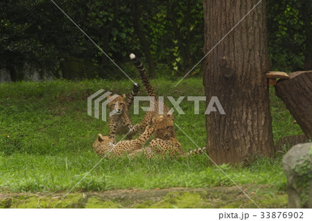 チーター チーター 33876902