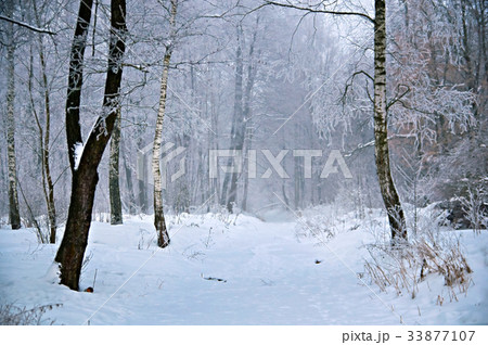 Cold winter day Cold winter day 33877107