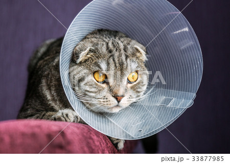 sick Scottish cat in a plastic protective collar  33877985