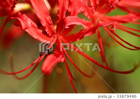 クロアリと彼岸花 33879490