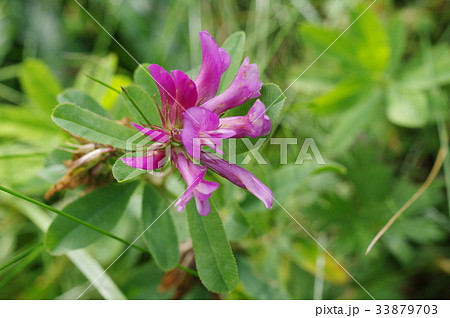 信州 美ヶ原の高山植物 シャジクソウ 車軸草 赤紫の細長い花弁が咲くの写真素材