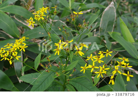 信州 美ヶ原の高山植物 キオン 黄苑 鮮やかな小さい黄色の花を咲かせるの写真素材