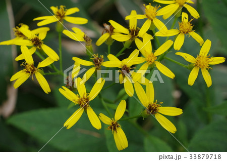 信州 美ヶ原の高山植物 キオン 黄苑 鮮やかな小さい黄色の花を咲かせるの写真素材