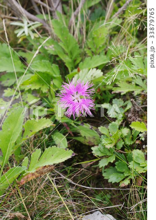 信州　美ヶ原の高山植物　エゾカワラナデシコ（蝦夷河原撫子） 33879765