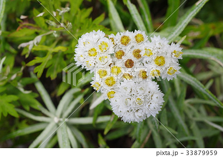 信州 美ヶ原の高山植物 ミネウスユキソウの花 エーデルワイスの日本版の写真素材