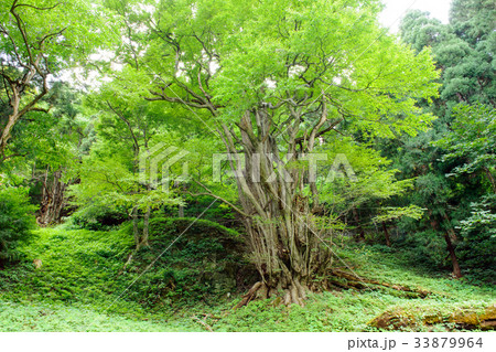 大滝のカツラ(下株、上株)山形県 大滝のカツラ(下株、上株)山形県 33879964