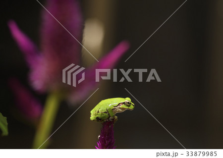 ニホンアマガエル　アマガエル　雨蛙　かえる　カエル　ケイトウ　鶏頭　生物　花　夏　自然　環境 33879985