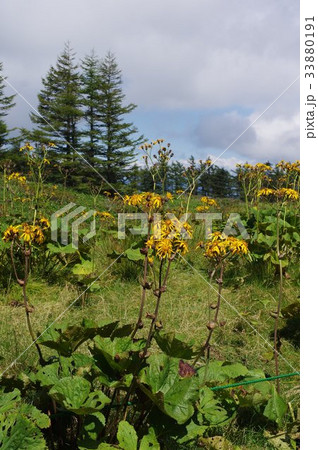 信州 美ヶ原の高山植物 マルバダケブキ(丸葉岳蕗)の群生地 信州 美ヶ原の高山植物 マルバダケブキ(丸葉岳蕗)の群生地 33880191