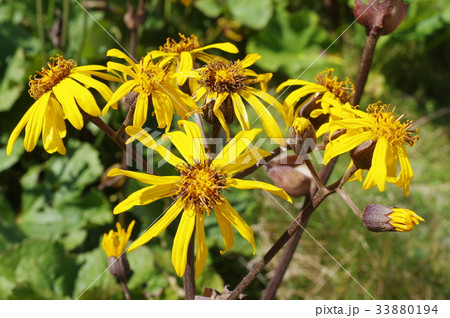信州　美ヶ原の高山植物　マルバダケブキ（丸葉岳蕗）　晩夏に黄色の大型の花を咲かせる 33880194