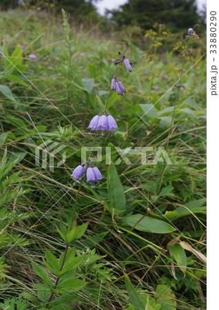 釣鐘ニンジン球根苗 薄紫の鐘形花の植物 約60cmき 釣鐘ニンジン