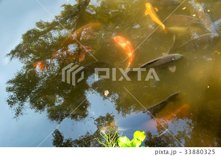 池田山公園 池田山公園 33880325