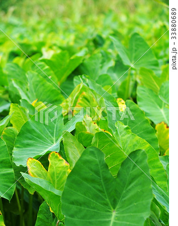 Green leaves pattern of water plant, backdrops Green leaves pattern of water plant, backdrops 33880689