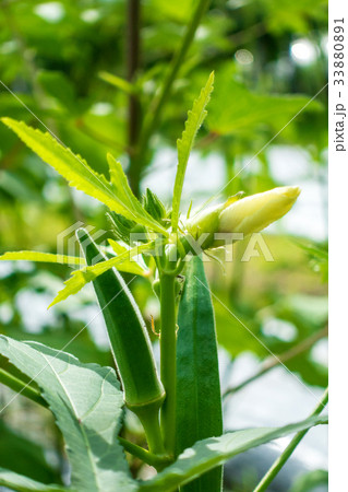 flower and green okra is growing on the tree flower and green okra is growing on the tree 33880891