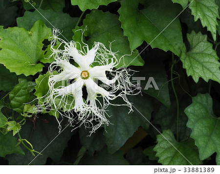 キカラスウリ キカラスウリ 33881389