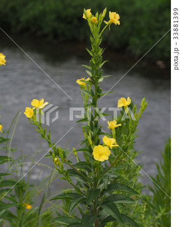 メマツヨイグサ メマツヨイグサ 33881399