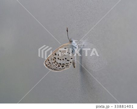 ヤマトシジミ 33881401