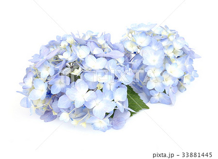紫陽花 33881445