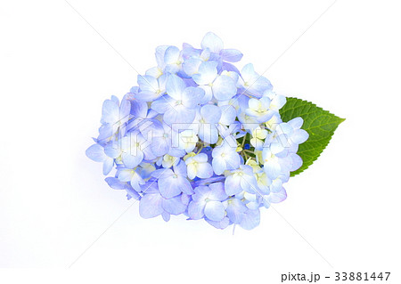 紫陽花 33881447