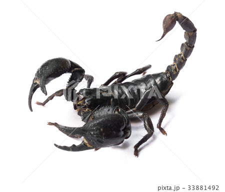 Scorpion on white background, Poisonous animals 33881492