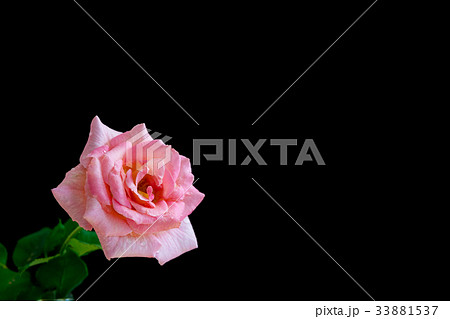 黒背景のピンクのバラのカード素材の写真素材