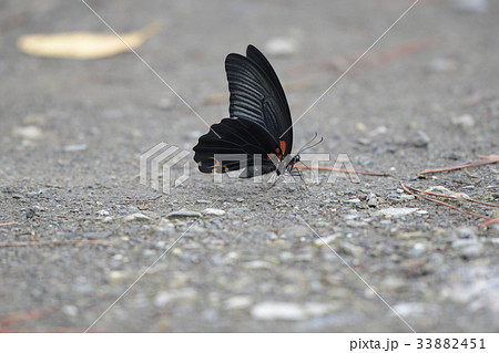 ナガサキアゲハb2 33882451