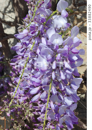Wisteria Wisteria 33882490