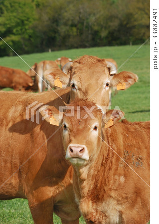 Cows in meadows Cows in meadows 33882491
