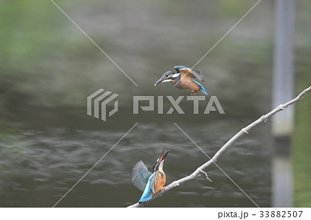 カワセミの縄張り争いa3 カワセミの縄張り争いa3 33882507